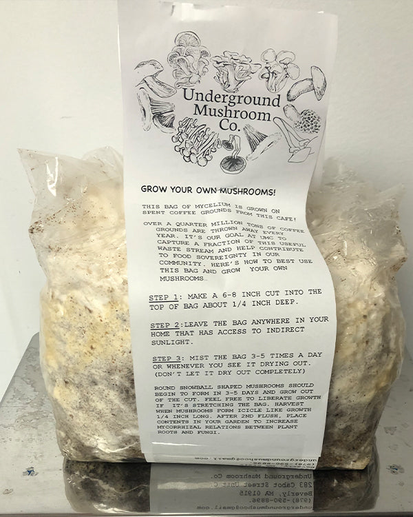Grow Kit- Oyster Mushrooms