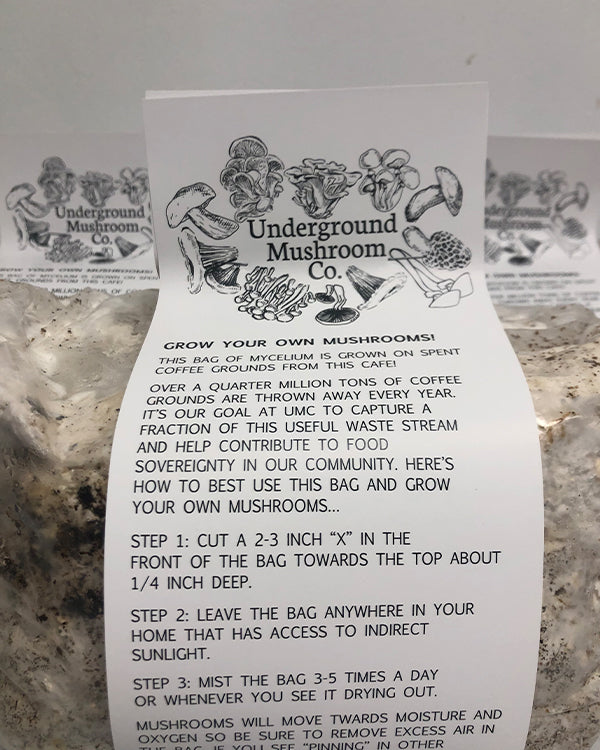 Grow Kit- Oyster Mushrooms