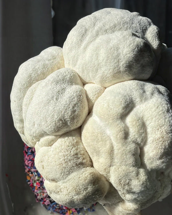 Grow Kit- Lions Mane Mushrooms