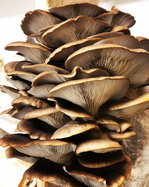 Grow Kit- Oyster Mushrooms