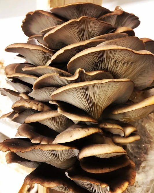 Grow Kit- Oyster Mushrooms