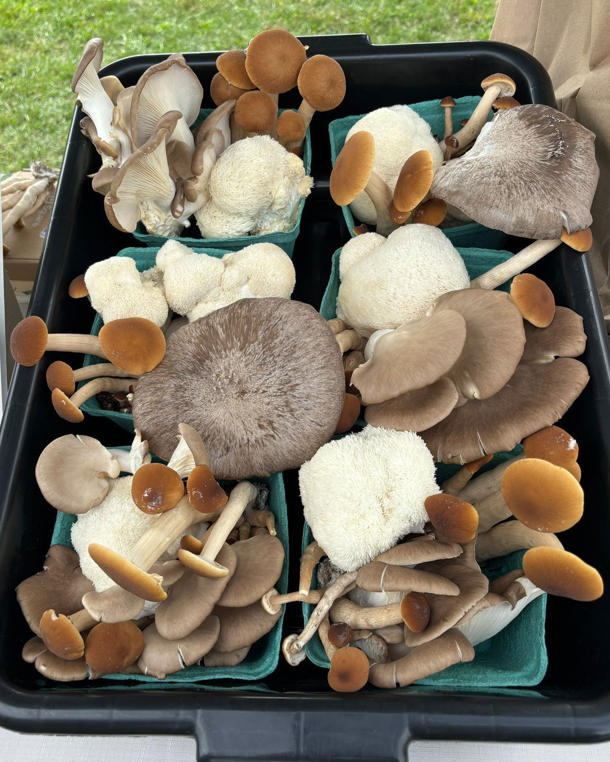 CSA Share