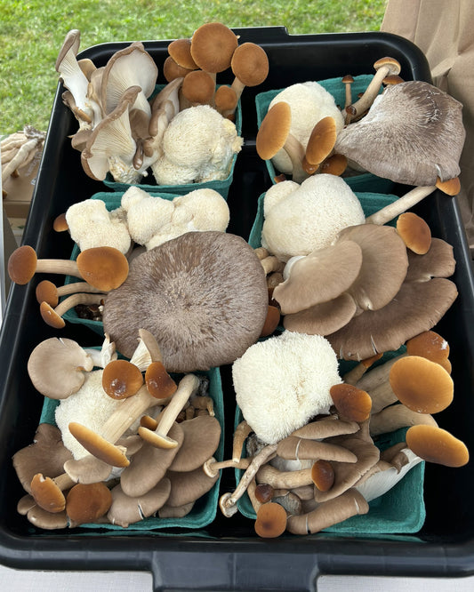 CSA Share